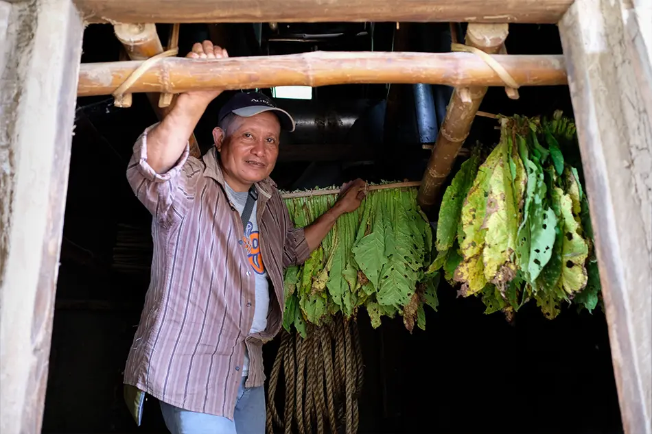 tobacco farm philippines DA: Intercropping on lands good for resilience, food security The Manila Cigar: Tobacco Production